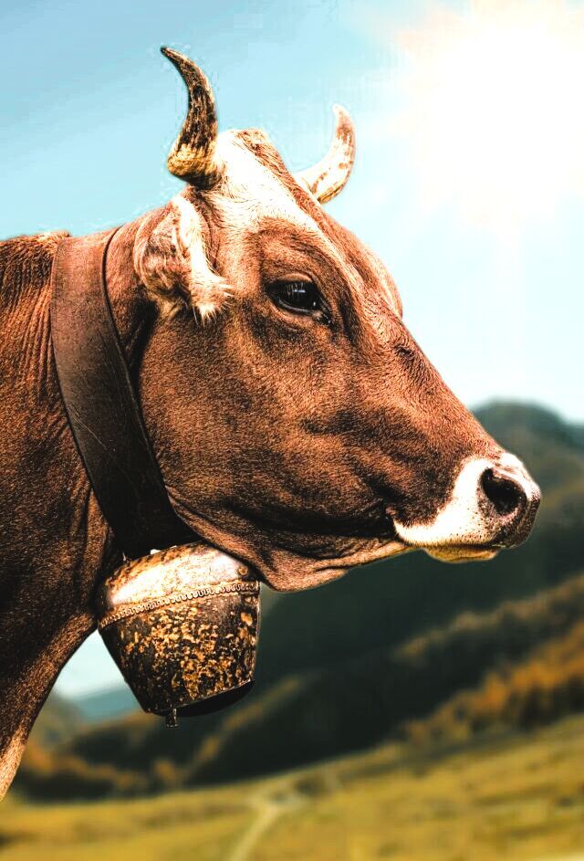 Opinion Cowbells are part of U.S. and world history Opinion appenmedia