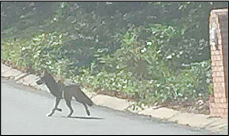 Living in harmony with coyotes