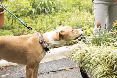 Dog and Flower