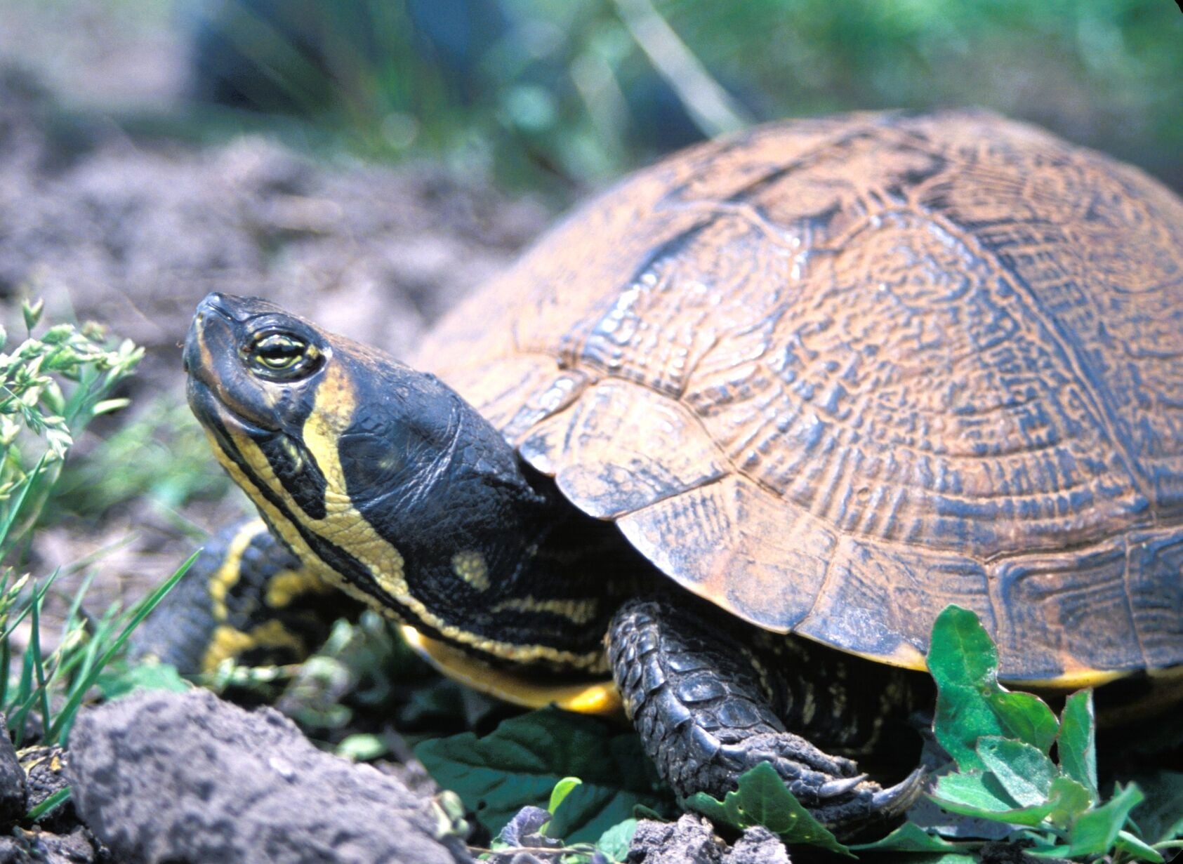 Opinion: Why did the turtle cross the road?