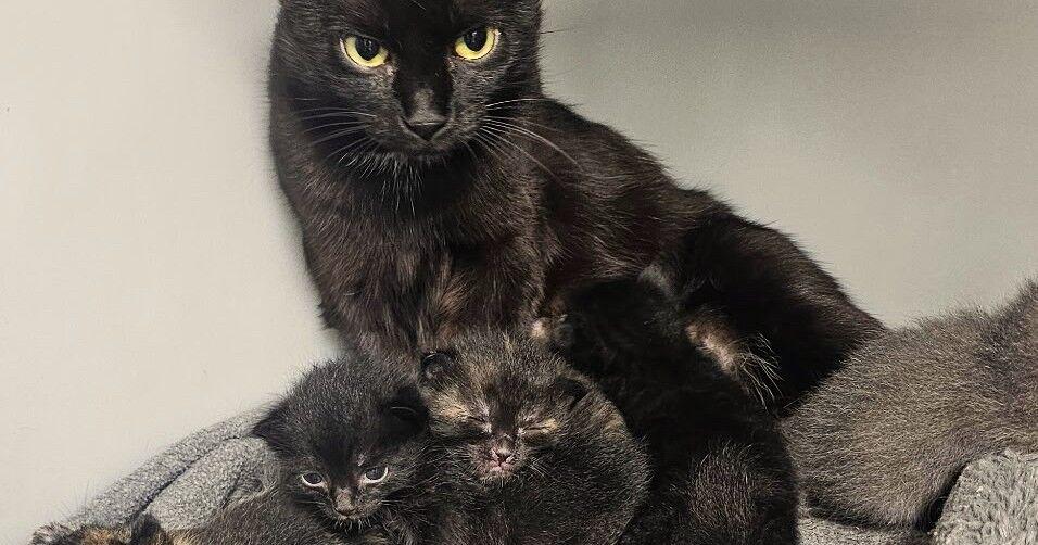 Kitten College offers training in Forsyth County to cat rescuers