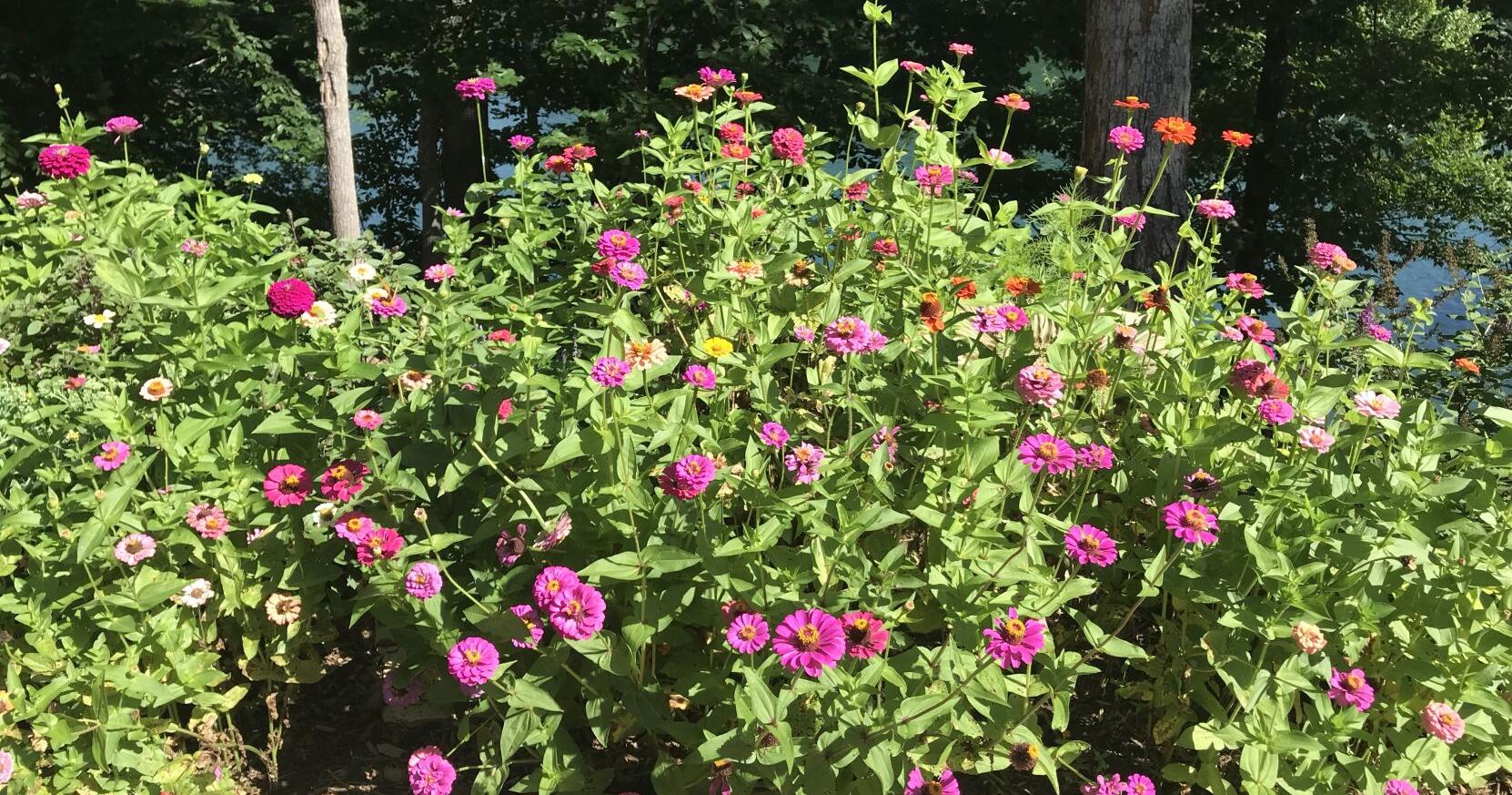 Opinion: Cutting gardens – Bringing the outside in - Vimarsana News