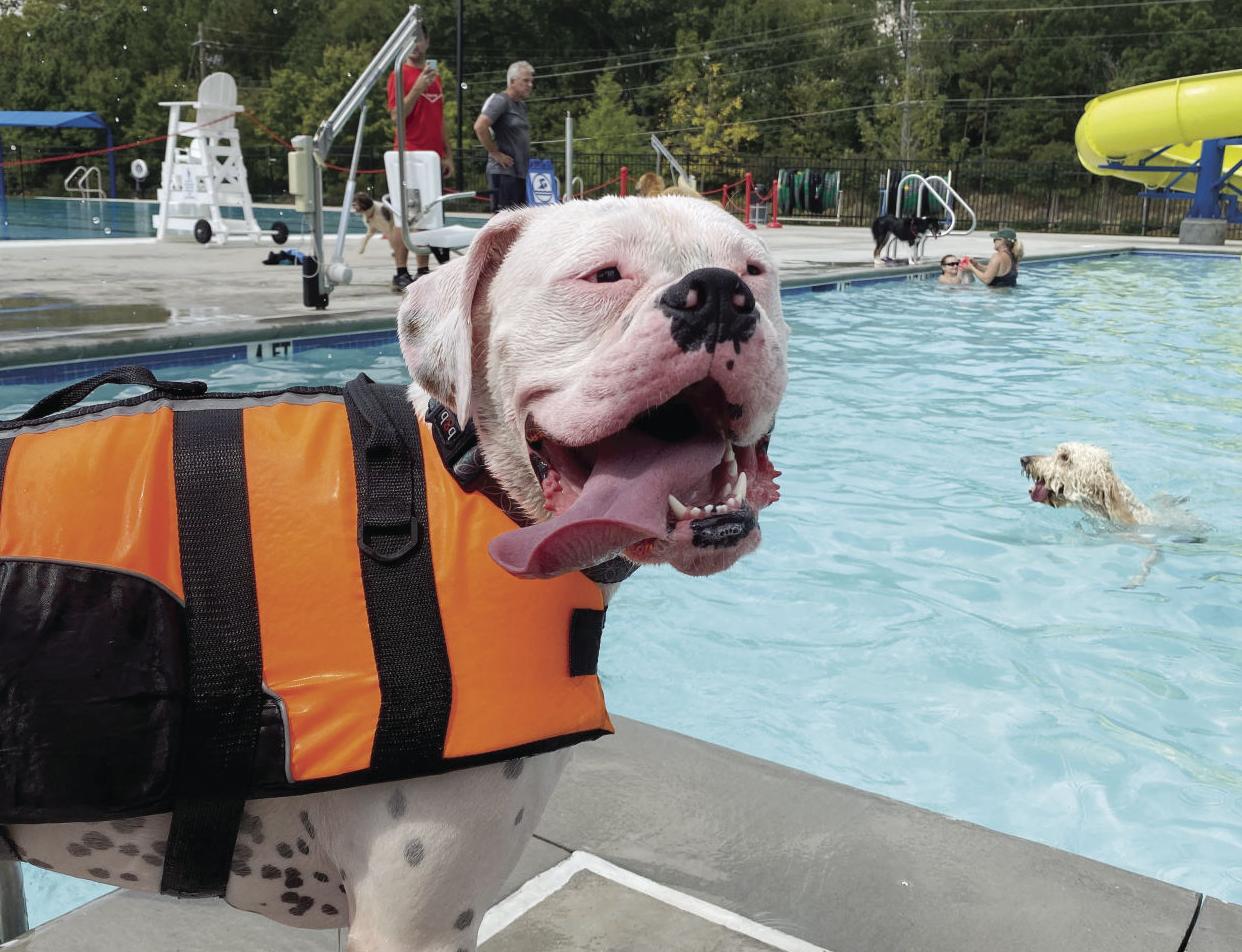 Drool in the Pool | Alpharetta and Roswell News | appenmedia.com