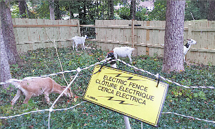 The city cites home with goats