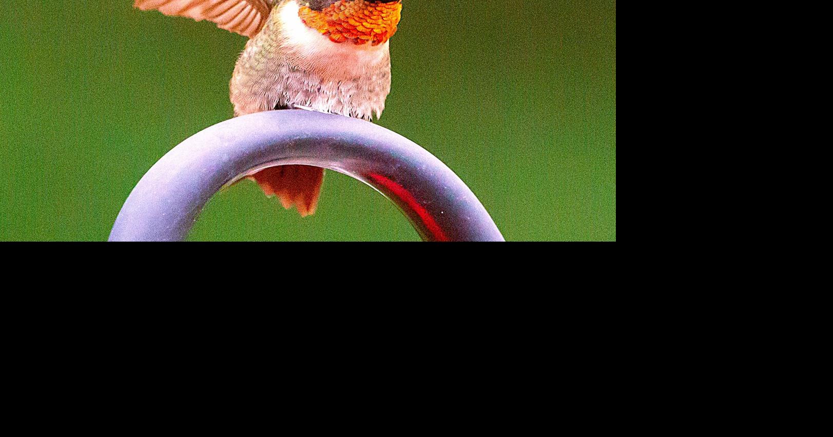 Opinion: Hummingbirds have a history, too | Opinion | appenmedia.com