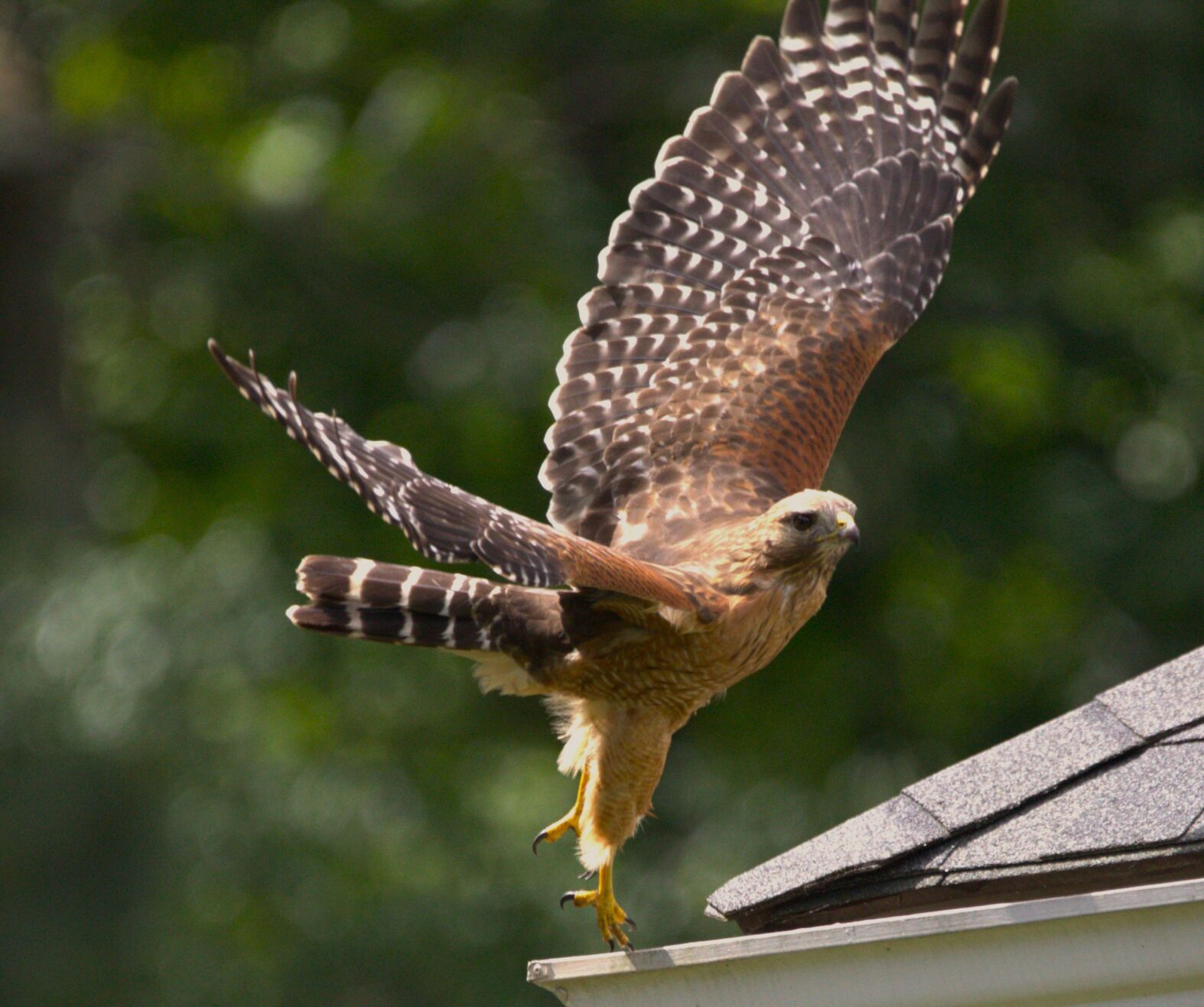 Columnist shares love of birds through new coffee table book