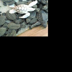 Fertile turtles can be people protectors | Columnists | appenmedia.com