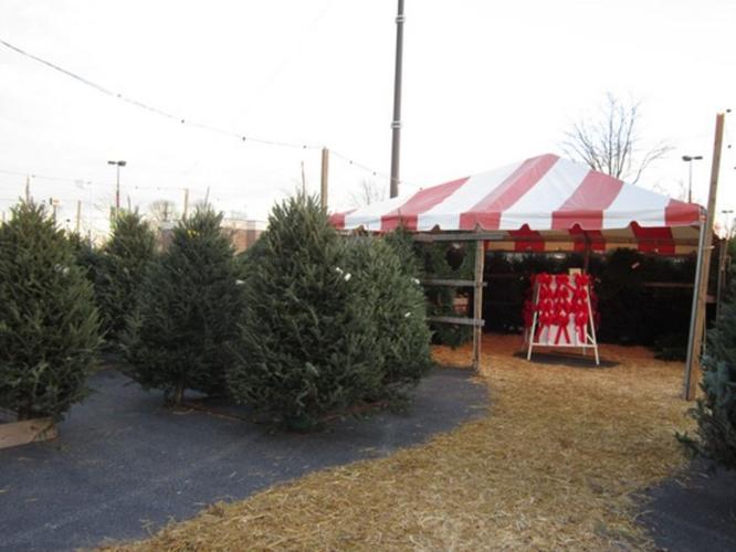 Popup Christmas tree businesses