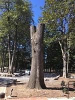 Opinion: Dunwoody Diorama records city’s history on preserved tree trunk