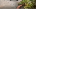 Former Alpharetta officer may face charges in K-9 incident - Vimarsana News