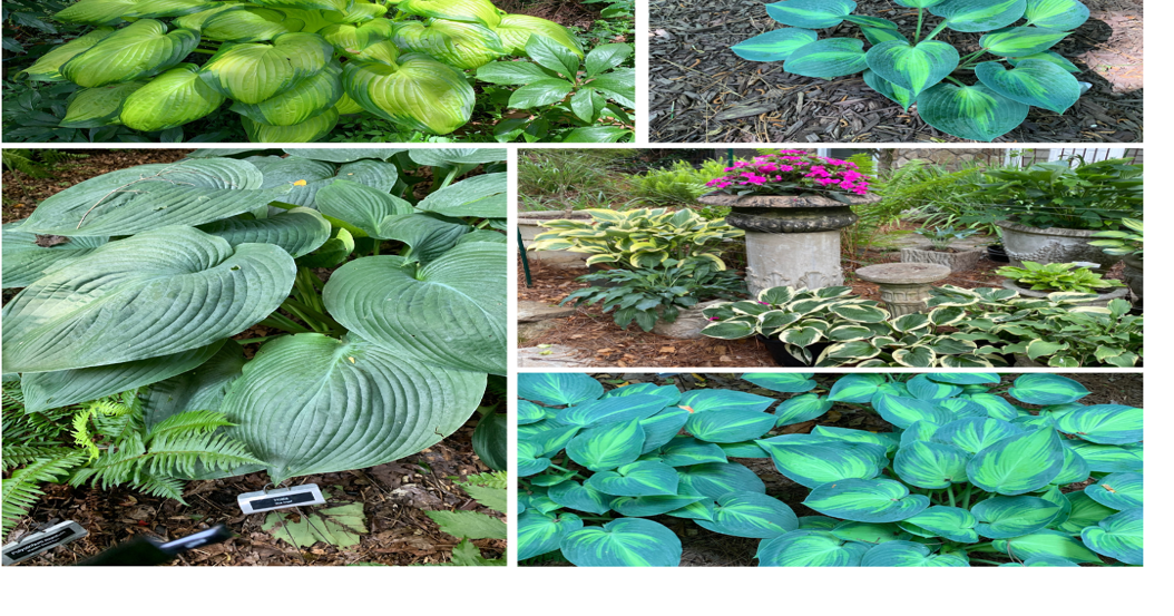 opinion-hostas-are-the-solution-to-shade-opinion-appenmedia