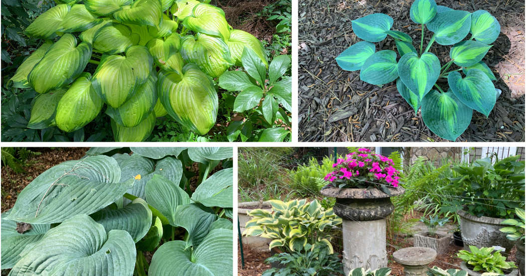 Opinion Hostas Are The Solution To Shade Opinion Appenmedia opinion-hostas-are-the-solution-to-shade-opinion-appenmedia