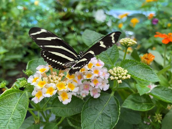 Butterfly Experience returns to Dunwoody Nature Center Dunwoody News