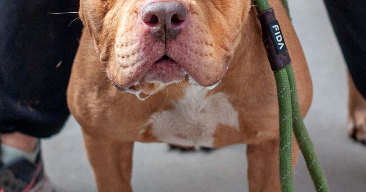 DeKalb County Pet of the Week, Knocker, overcame rough past