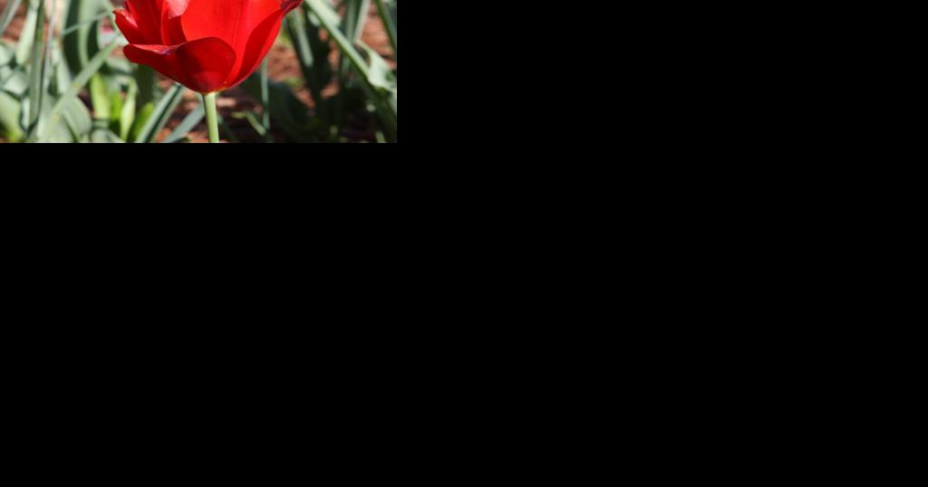 Opinion: Plant tulips this fall and be rewarded in the spring - Vimarsana News