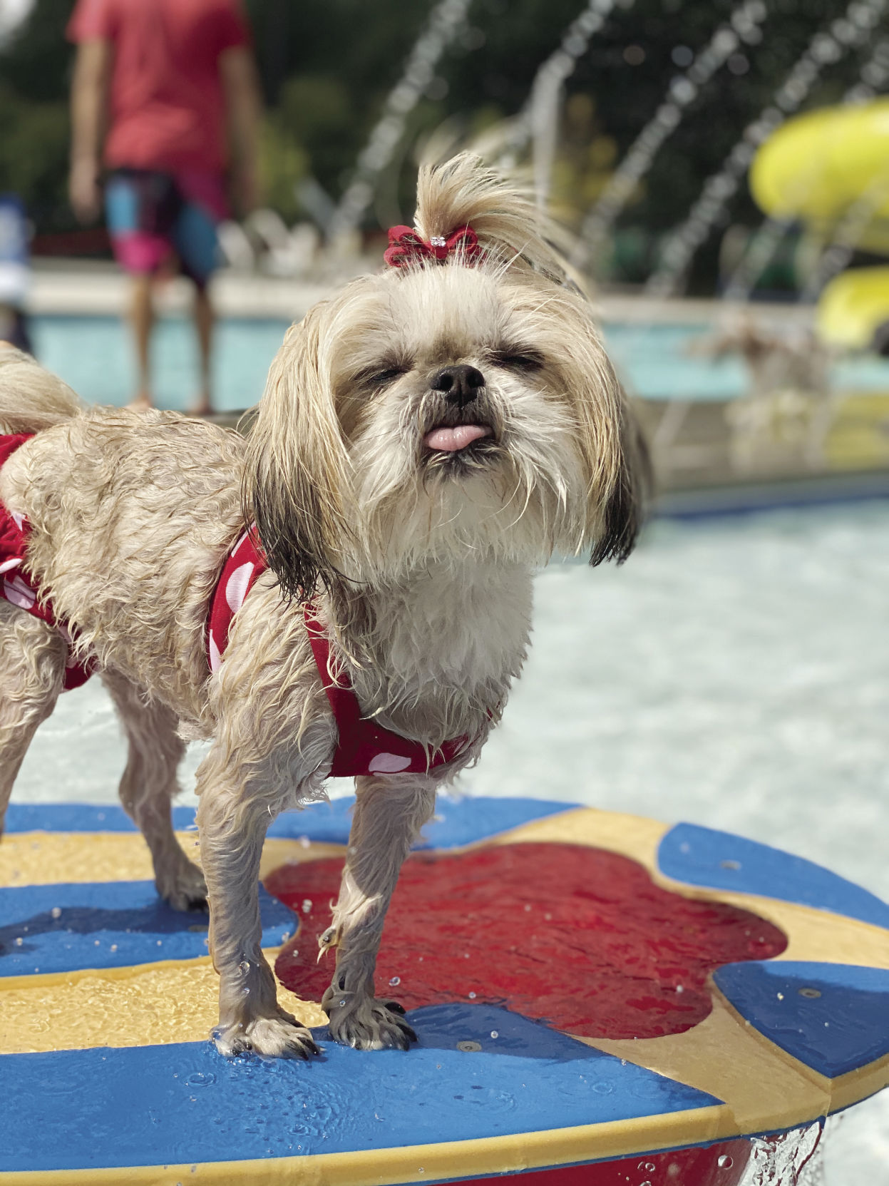 Drool in the Pool | Alpharetta and Roswell News | appenmedia.com