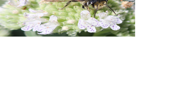 Opinion: It’s almost time for the Great Southeast Pollinator Census!