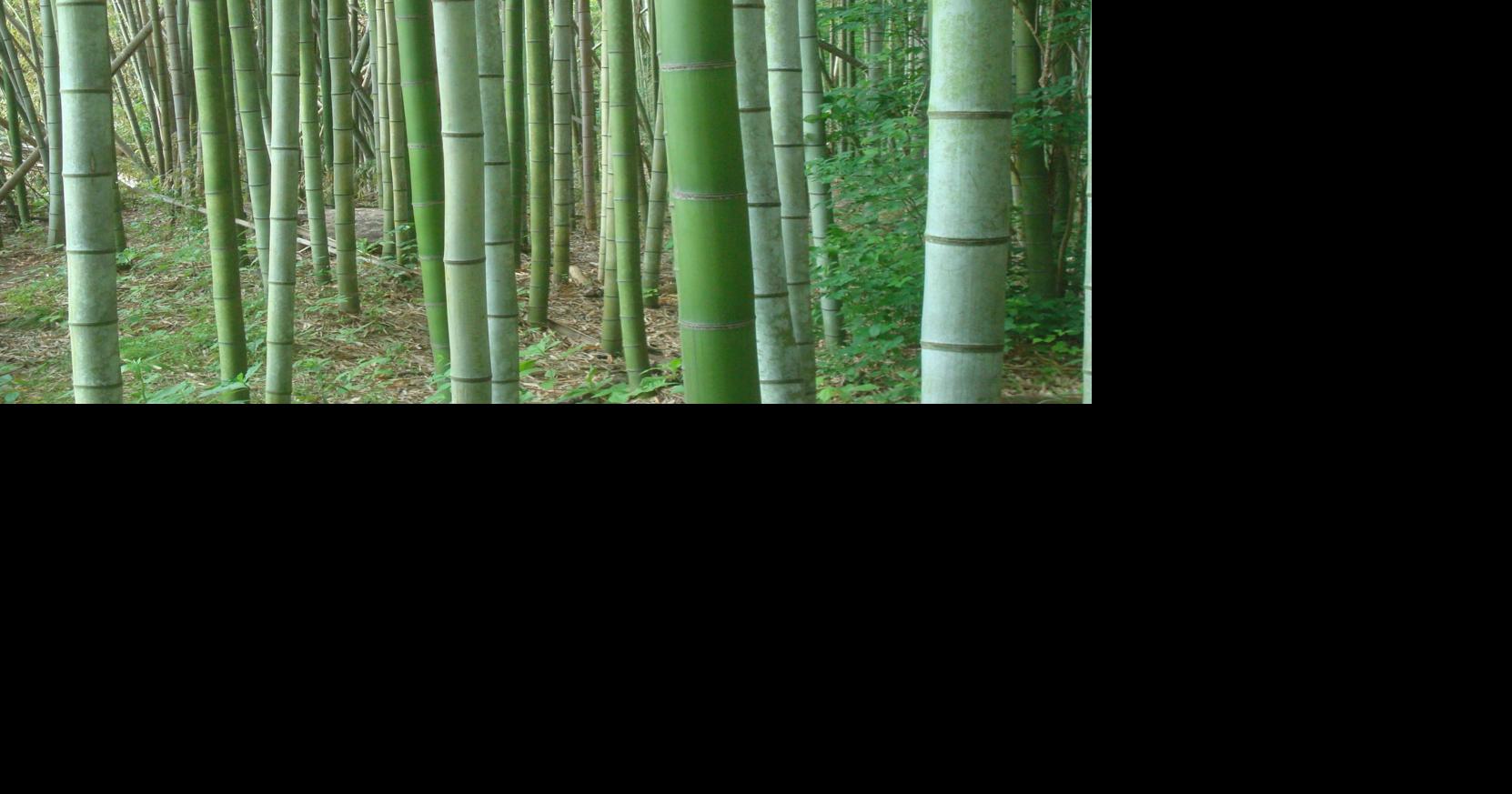 A Forest of Bamboo