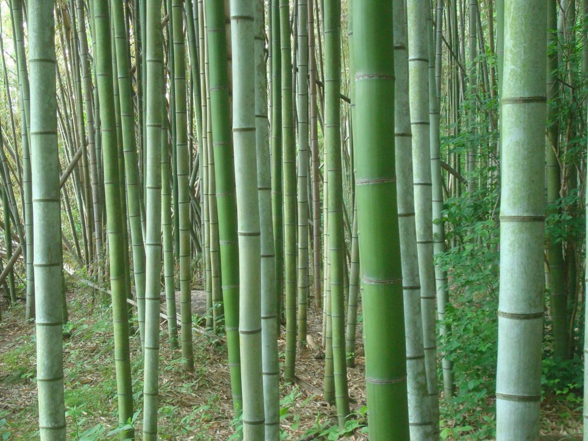 The Enchanted Bamboo Forest Of Planet River Alpharetta And Roswell News Appenmedia Com Bamboo forest, haleakala national park, maui, hawaii by ground. enchanted bamboo forest of planet river