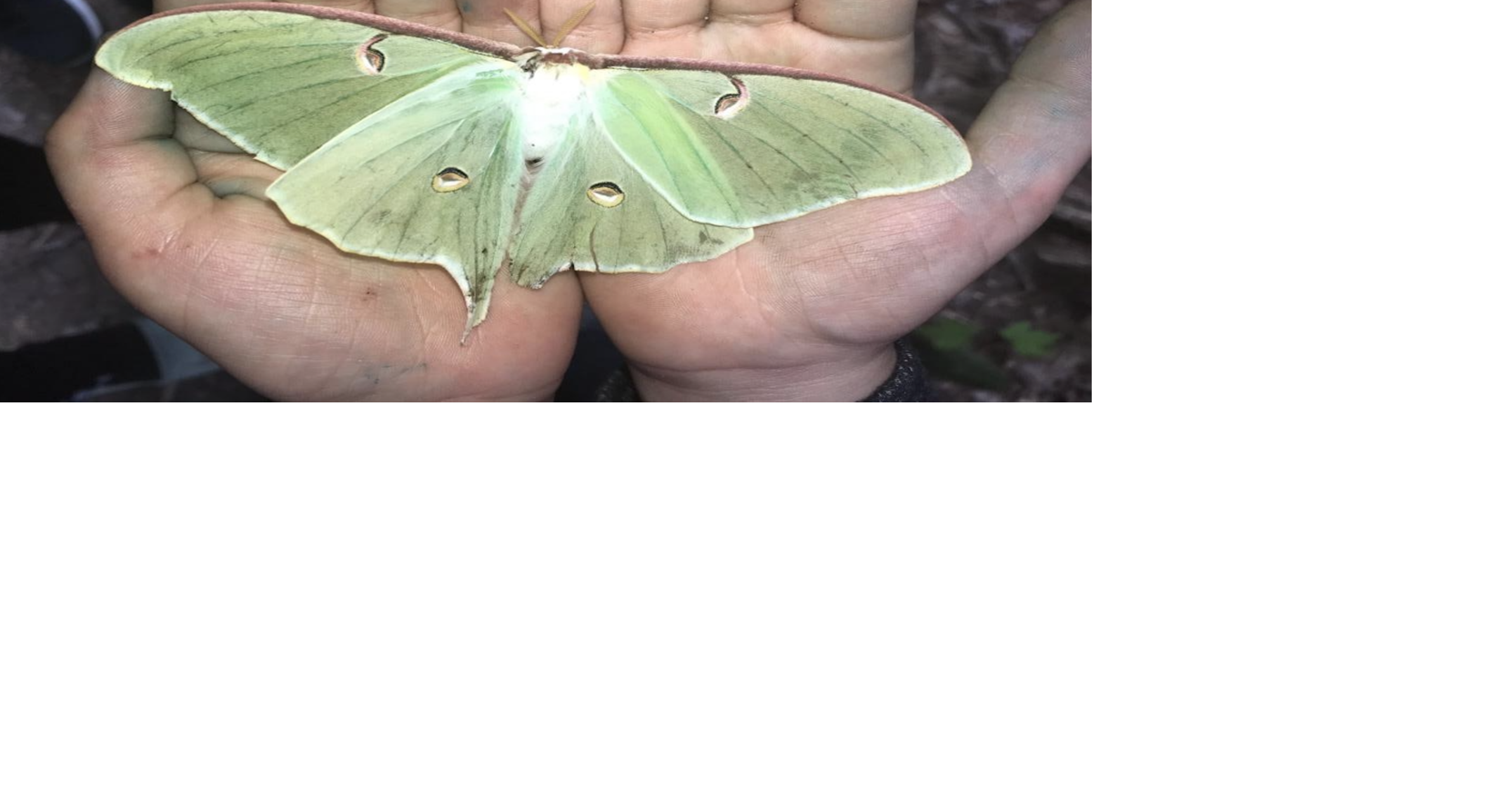 Opinion: Observe the beautiful luna moth in nature