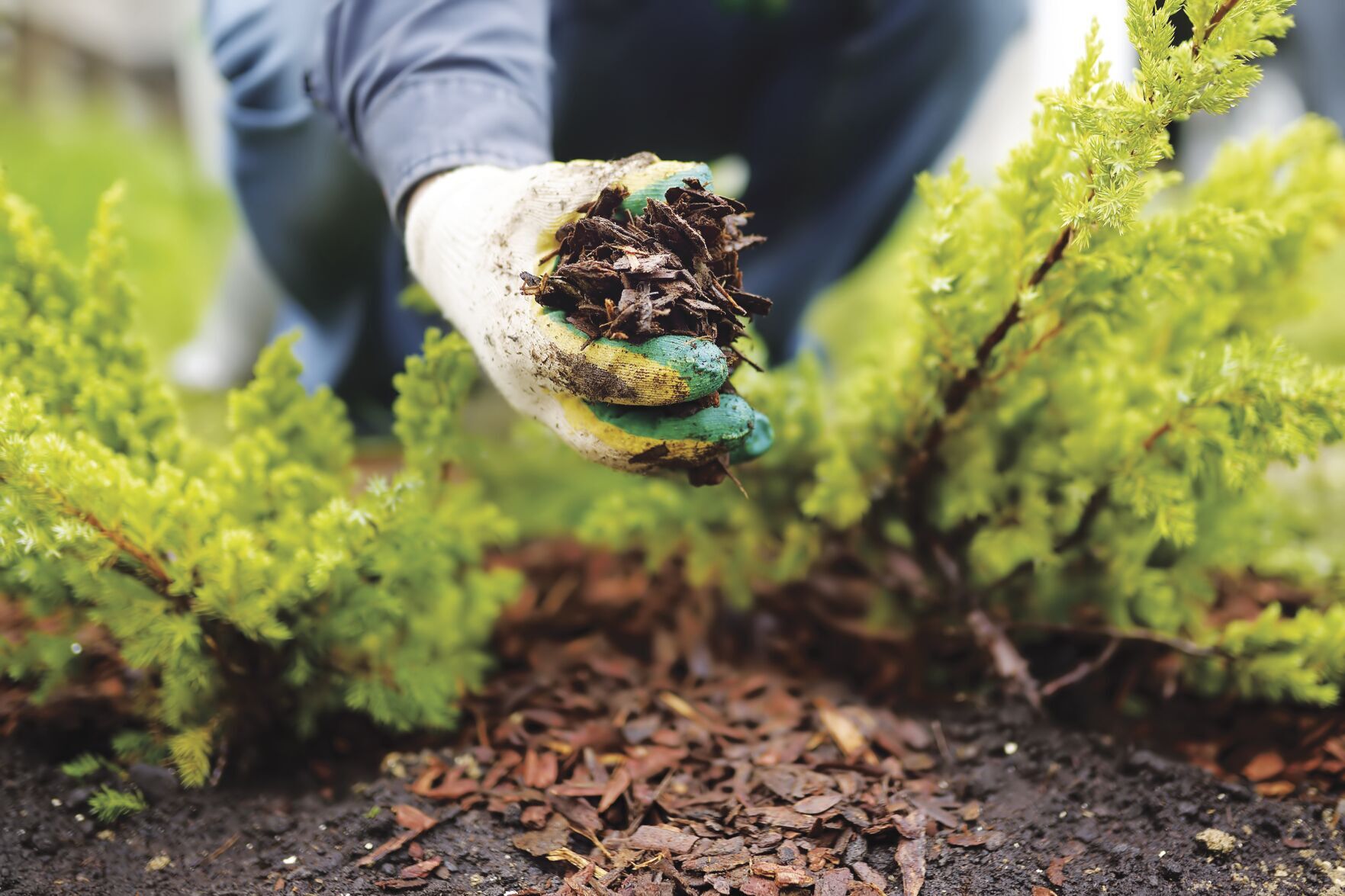 North Fulton Master Gardeners announce fall '21 lecture series - Vimarsana News