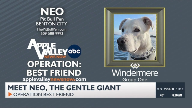 The pit bull pen on sale
