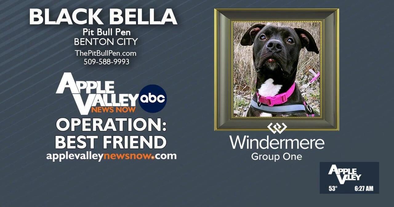 Operation Best Friend: Meet Black Bella! - Vimarsana News