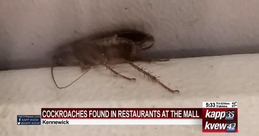 Cockroaches found in seven restaurants at Columbia Center Mall | News ...