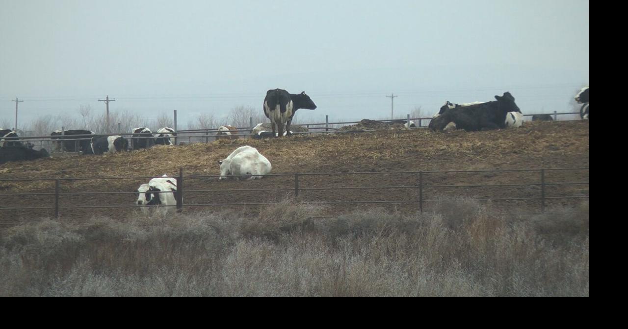 Sunnyside dairy farm employee accused of stealing cows Local News