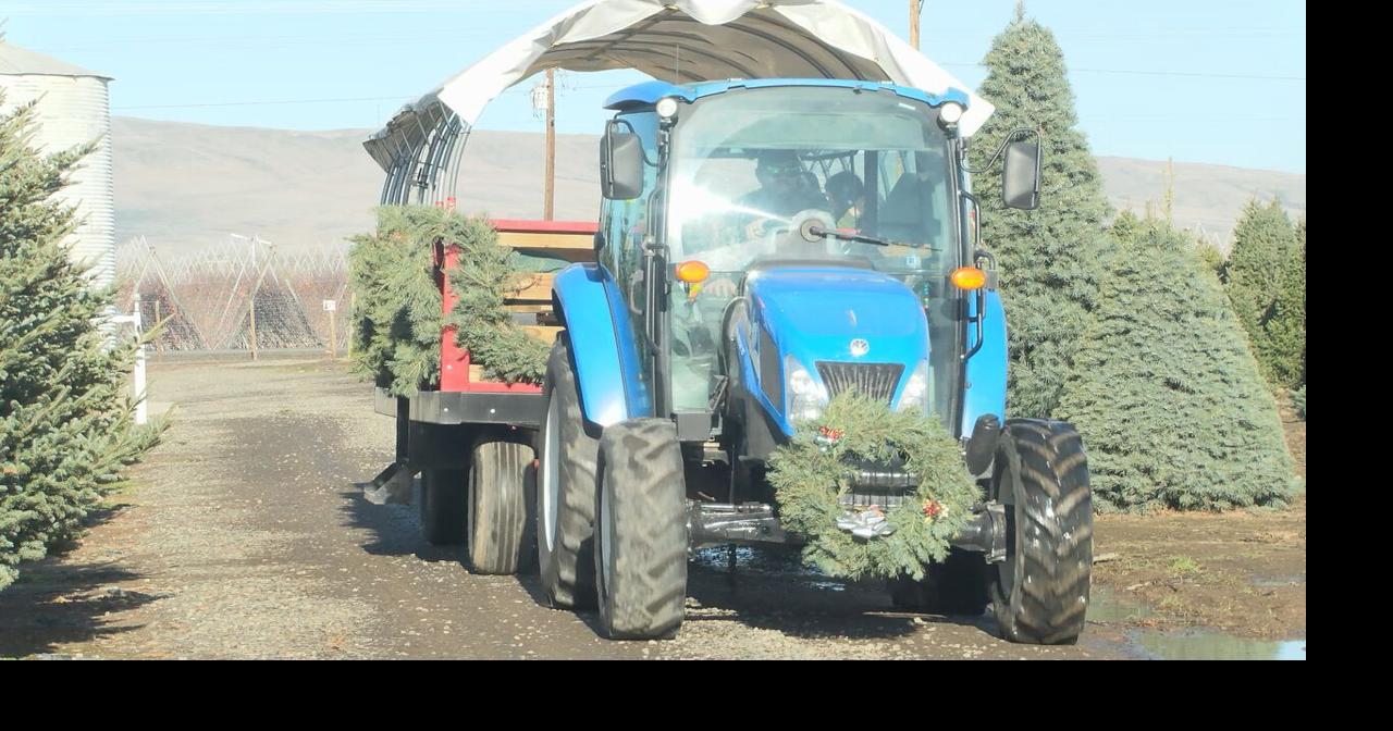 Wapato Christmas tree farm continues family traditions | News ...