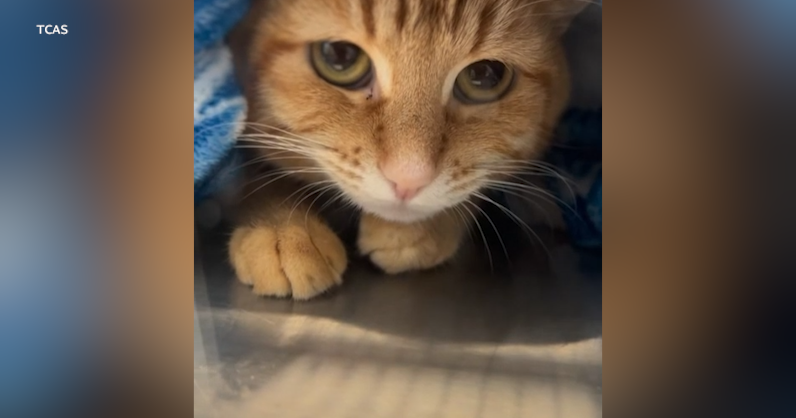 Clearwater Bay apartment cats available for adoption after rescue from hoarding conditions