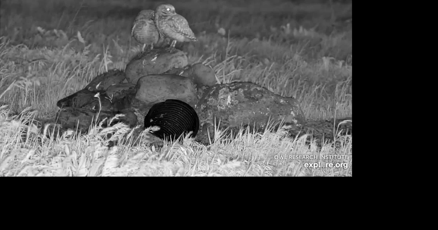 CTUIR partners with owl researchers to install livestream camera for burrowing owls