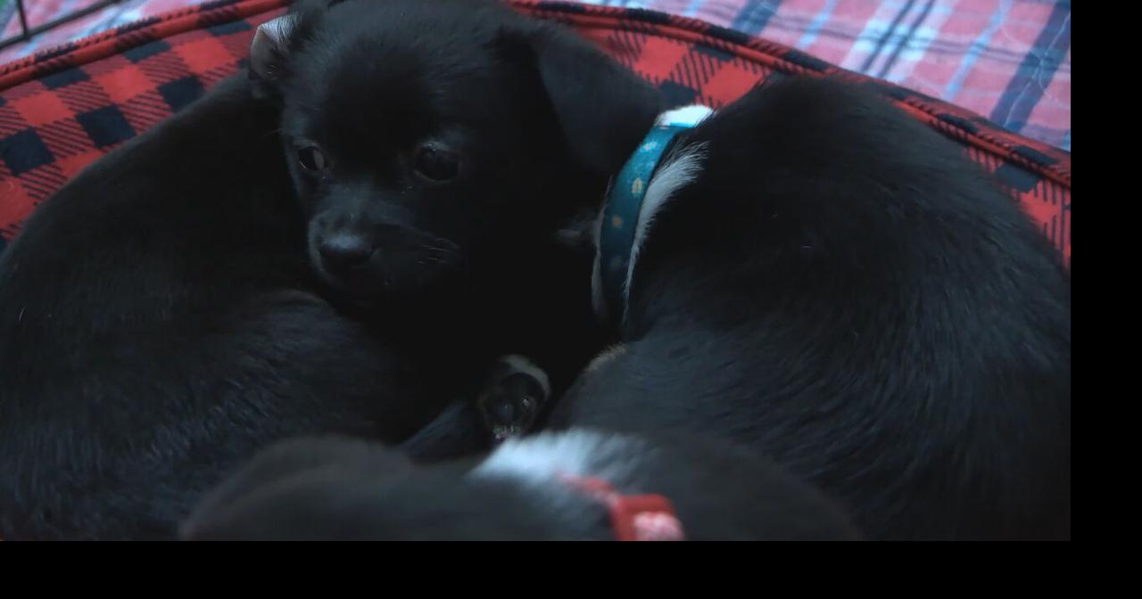 Holiday pet adoption event with a twist brings families and furry friends together in Richland