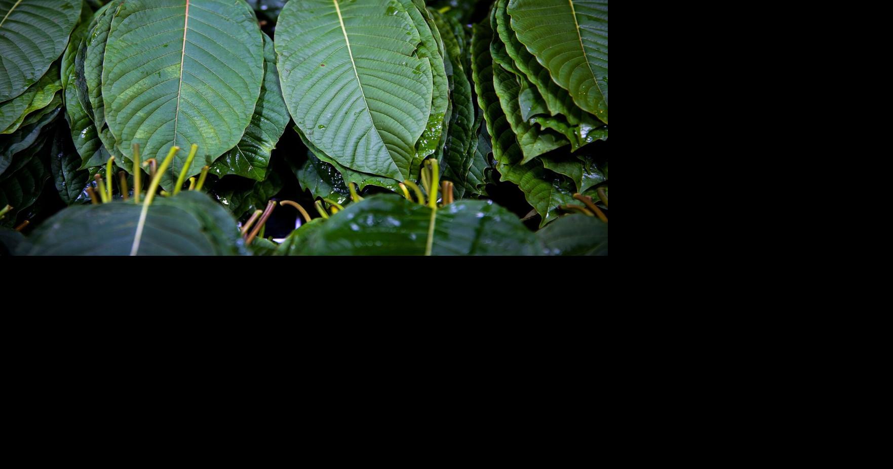 DEA bans potent opioid compounds found in kratom products, but questions remain for consumers