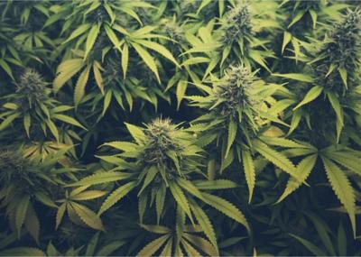 Illegal marijuana grow busted in Burbank, nearly 1,200 plants seized ...