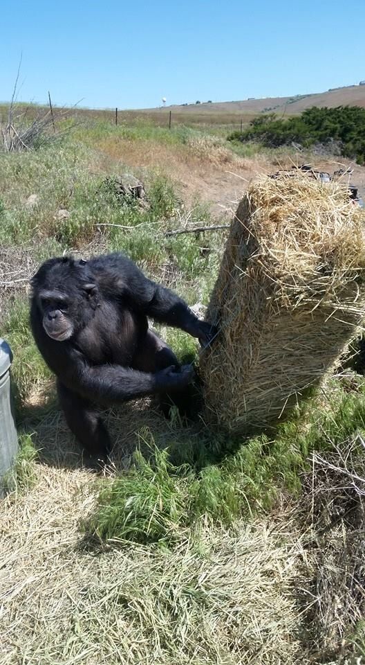 PETA: Attacks are inevitable when people “treat chimpanzees like 