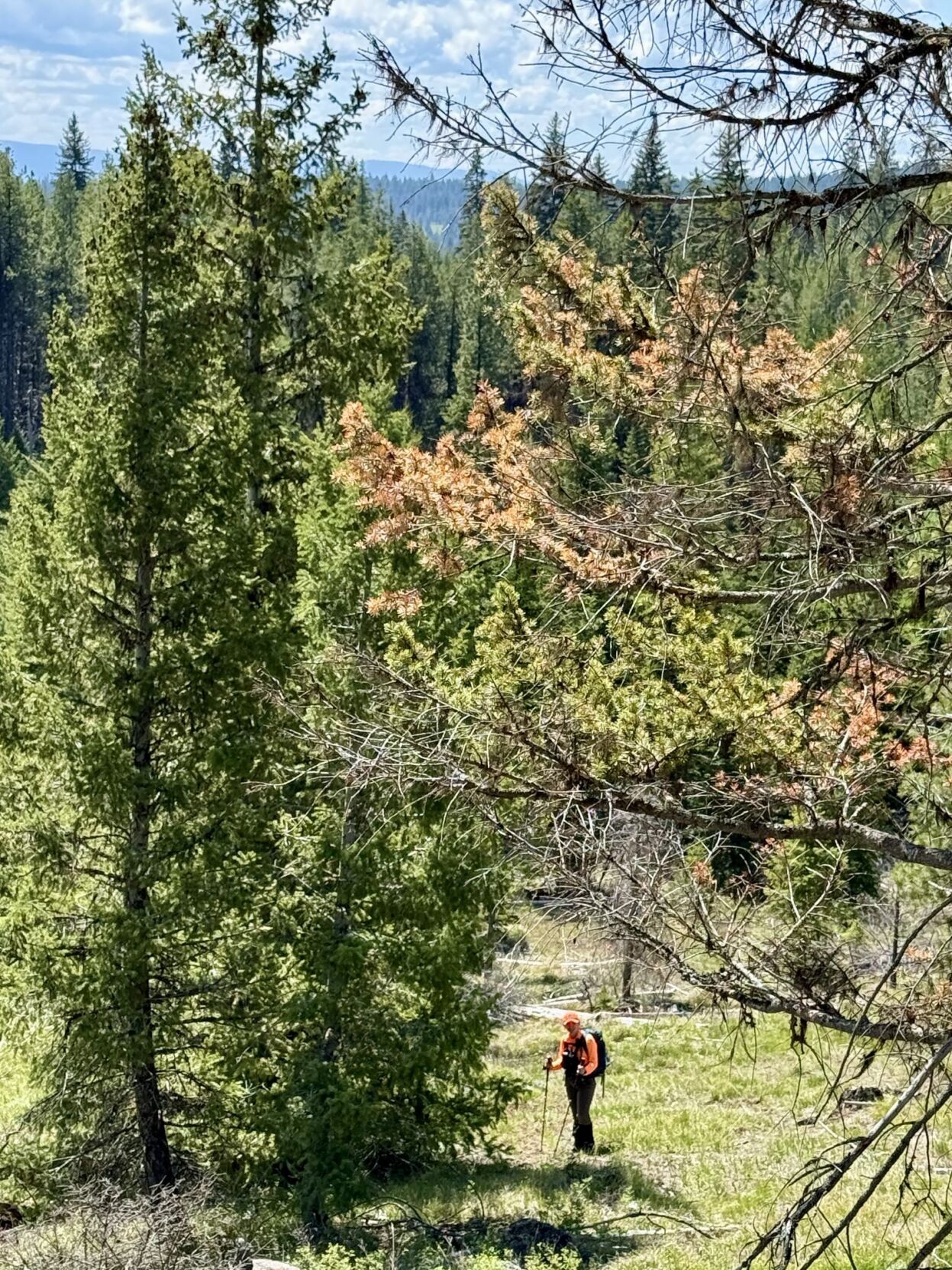 Missing Umatilla County mushroom hunter found safe | News ...