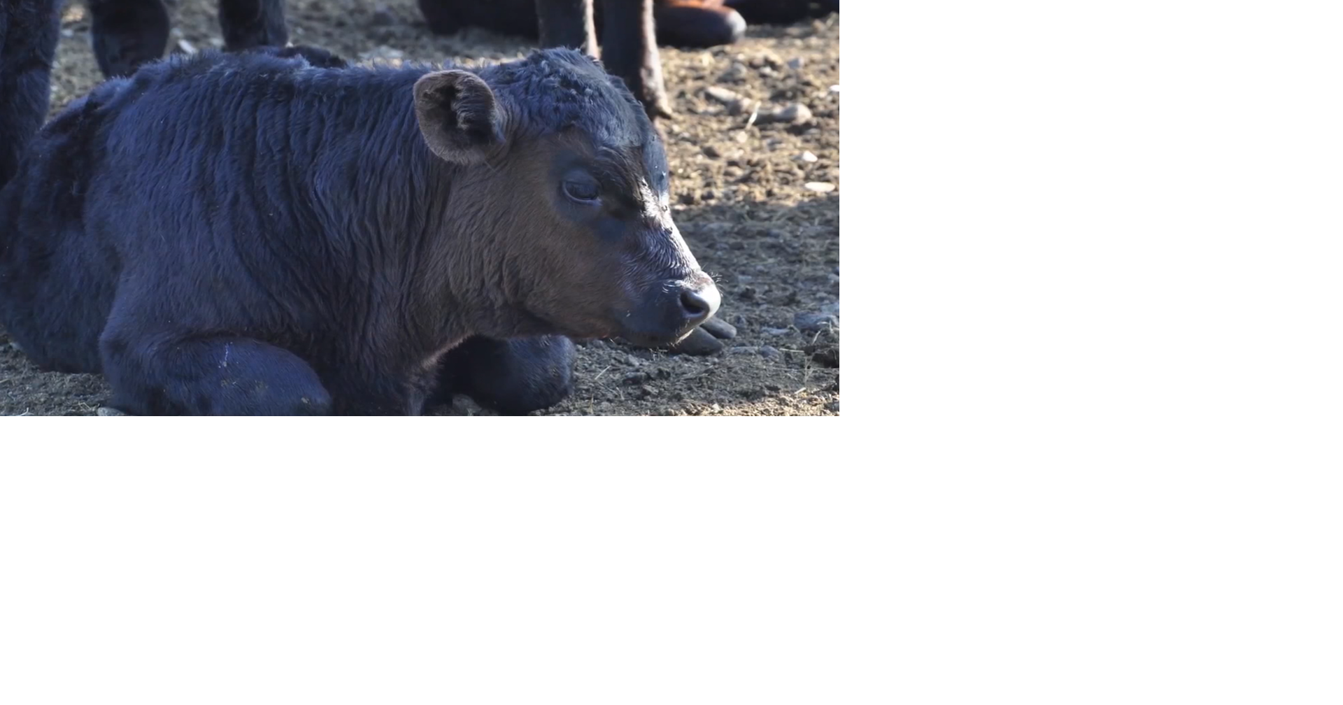 President Trump's tariff-free beef import plan sparks concern among Washington ranchers