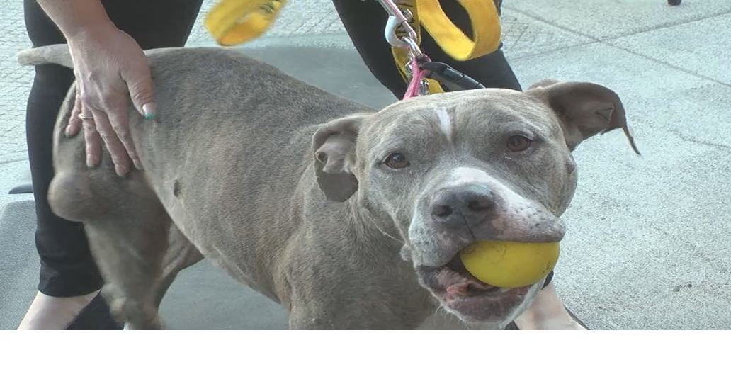 Pitbull restrictions leave many in shelters News