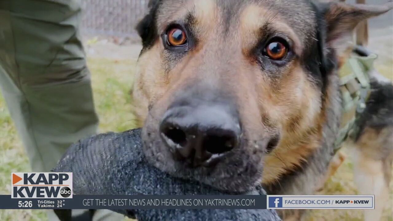 Meet Sable, the K9 who protects the Tri-Cities and needs community support