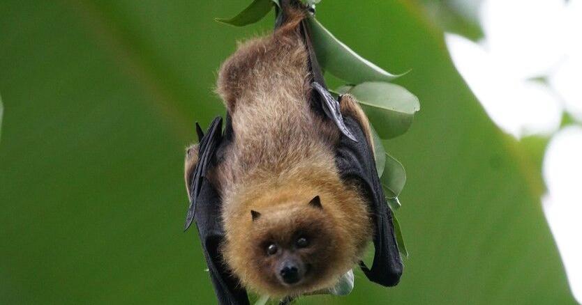 A bat with rabies was caught inside a Prosser home - Vimarsana News