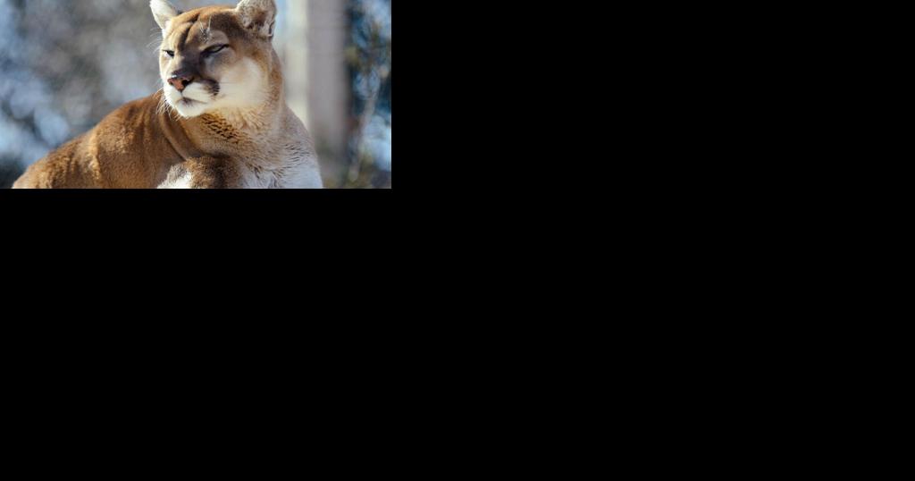 8-year-old survives 'extraordinarily rare' cougar attack near Washington's Lake Angeles | National News - Vimarsana News