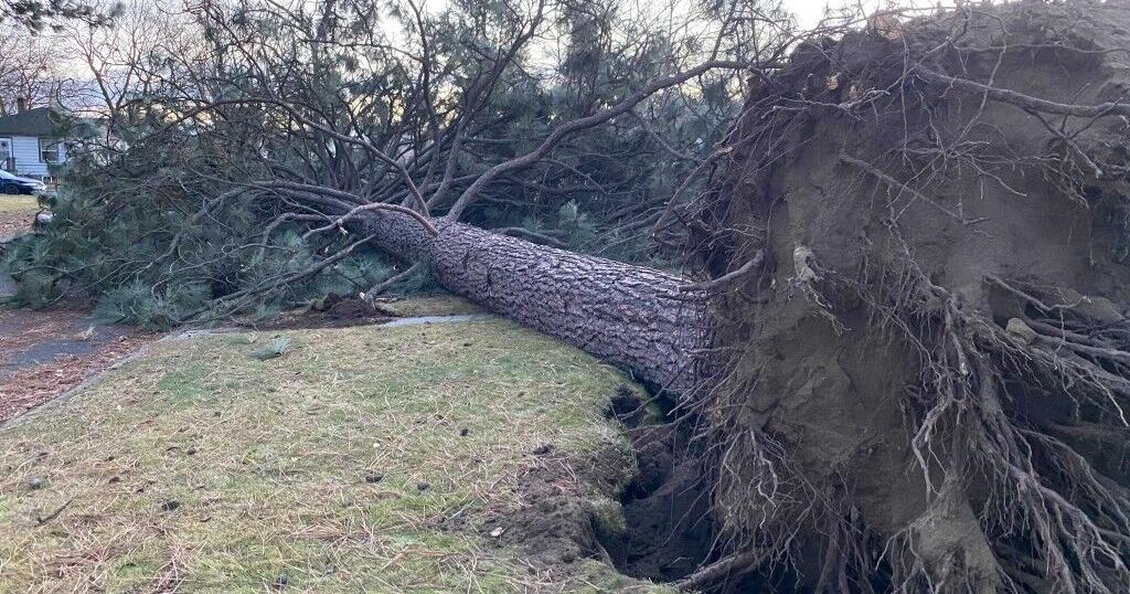 Spokane woman dies after tree falls on car during windstorm | Northwest ...