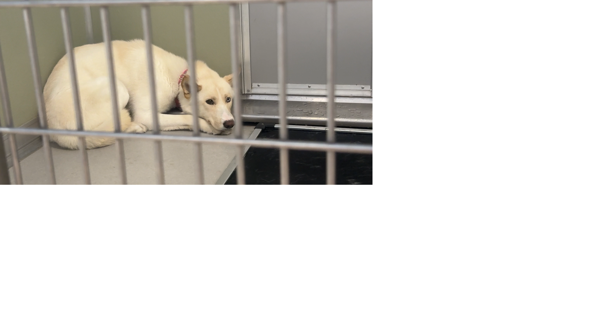 Tri-Cities Animal Services offers tips to keep pets safe during the Fourth of Ju...