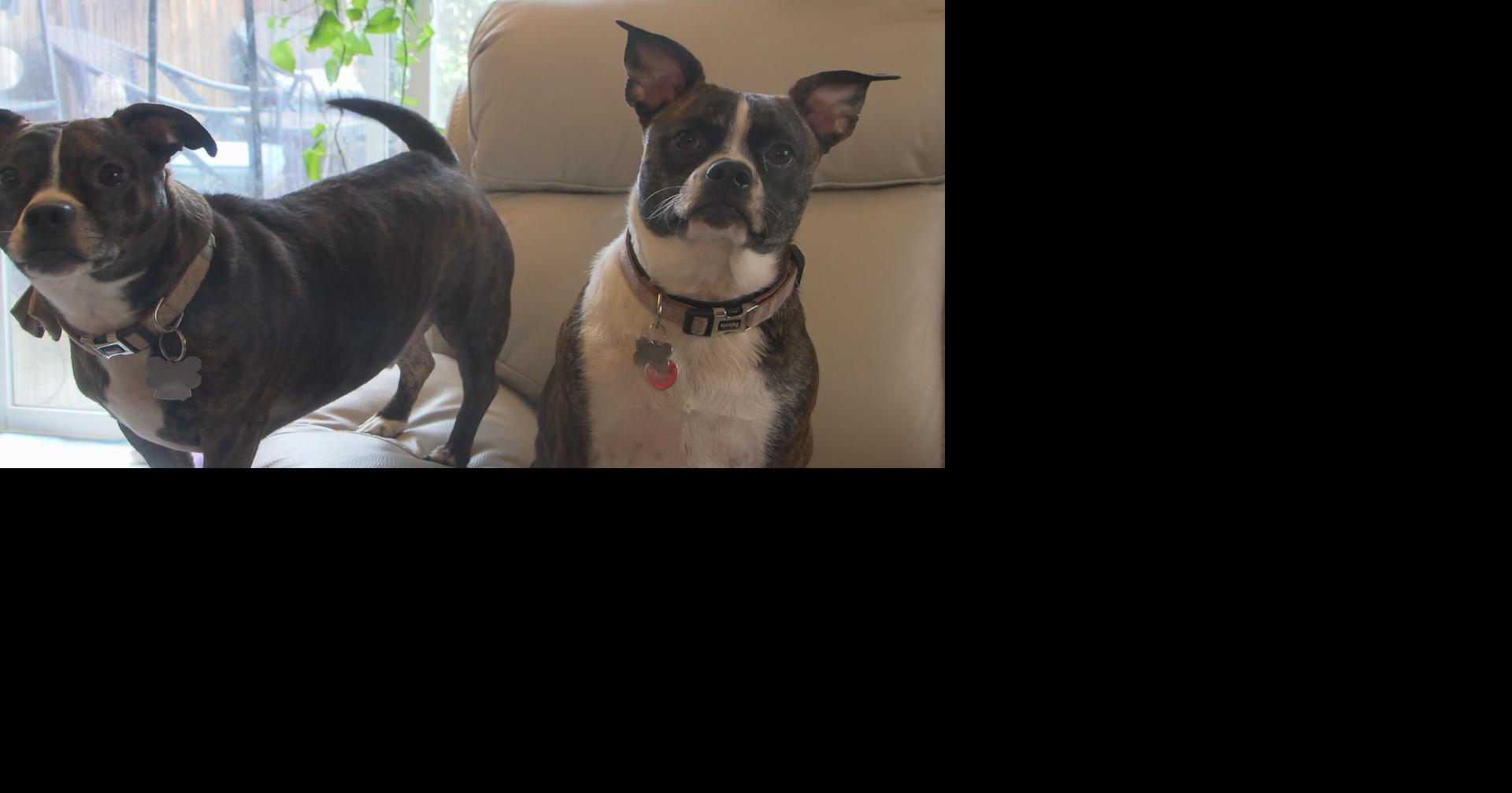 City of Yakima ups animal control enforcement with new rules News