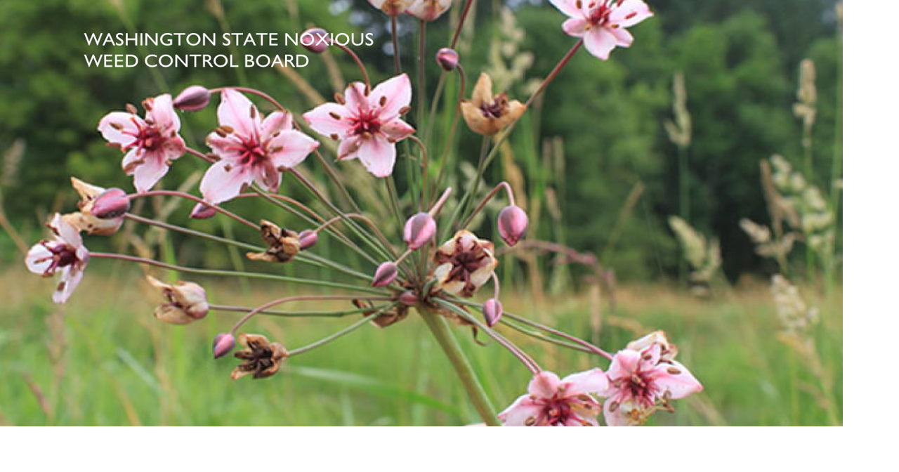 Army Corps of Engineers to treat invasive aquatic plant at Osprey Pointe in Pasco