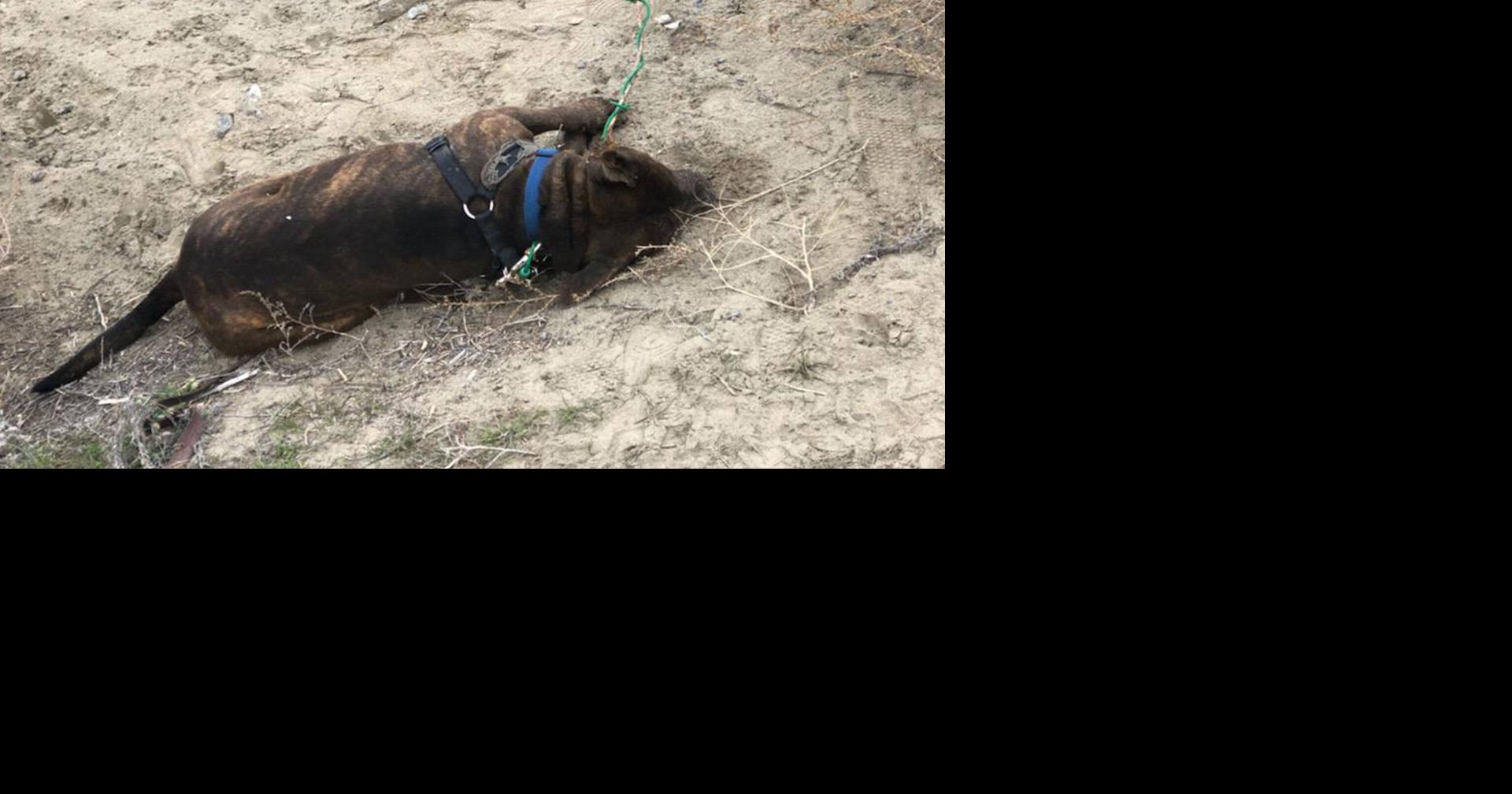 Dog found dead after being tied to pole, abandoned | Local News ...
