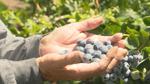 Yakima Valley blueberry growers excited about bountiful season