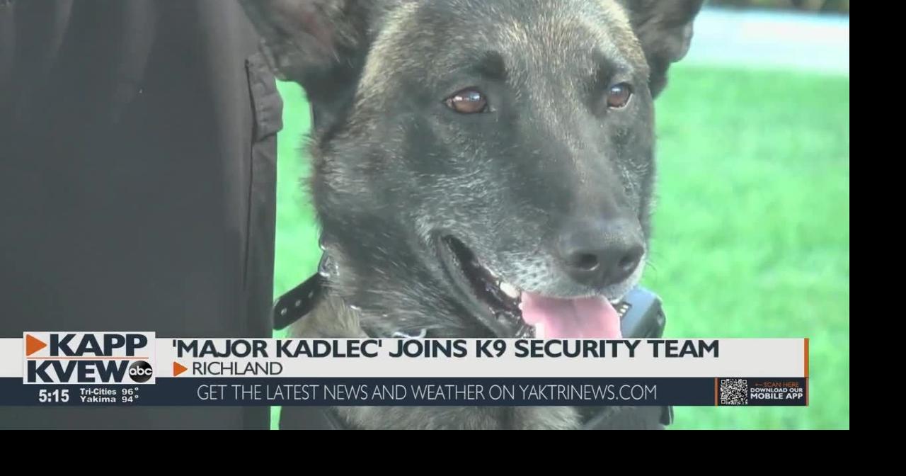 Meet Major: The newest member of the K9 security team at Kadlec | Local ...