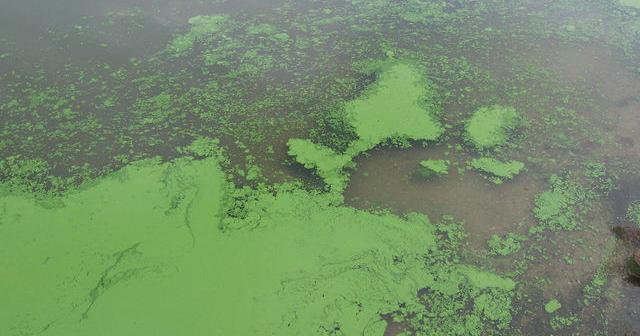 Harmful algae bloom detected at wildlife refuge near Burbank